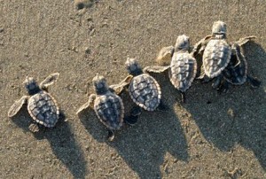 Loggerhead Turtle Hatchlings